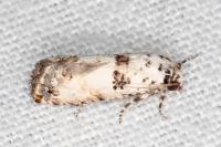 Epinotia dalmatana
