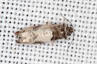 Gypsonoma sociana