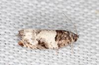 Gypsonoma sociana