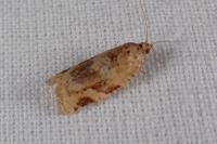 Argyrotaenia ljungiana