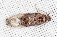 Hedya nubiferana