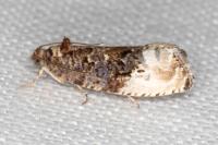 Hedya nubiferana