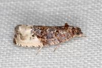 Hedya nubiferana