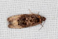 Hedya ochroleucana