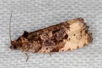 Hedya ochroleucana