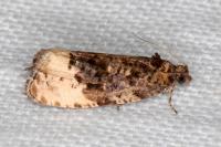 Hedya ochroleucana
