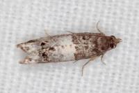 Notocelia trimaculana