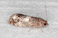 Notocelia trimaculana