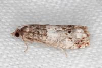 Notocelia trimaculana