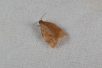 Clepsis consimilana