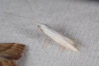 Coleophora paucinotella