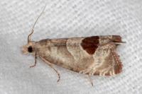 Notocelia uddmanniana