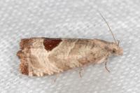 Notocelia uddmanniana