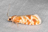 Rhyacionia pinicolana