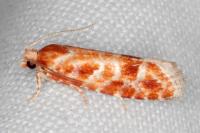 Rhyacionia pinicolana