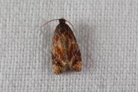 Ditula angustiorana