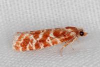 Rhyacionia pinicolana