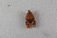 Ditula angustiorana
