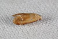 Gynnidomorpha rubricana