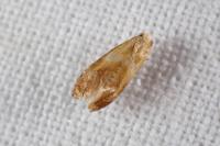 Gynnidomorpha rubricana