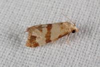 Phalonidia contractana