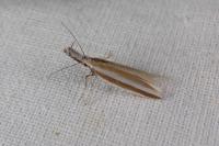 Pleurota aristella