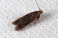 Bryotropha senectella