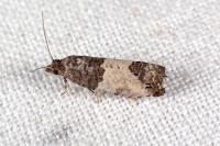 Spilonota ocellana