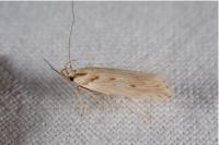 Stomopteryx detersella