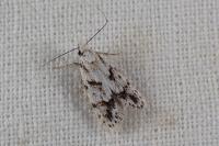 Symmoca signatella