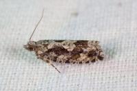 Zeiraphera isertana