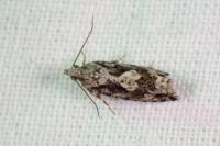 Zeiraphera isertana