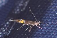 Cosmopterix scribaiella