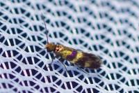 Micropterix aglaella
