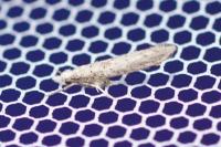 Paradoxus osyridellus