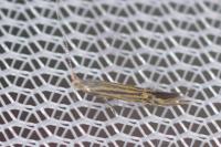 Coleophora limoniella