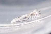 Phyllocnistis