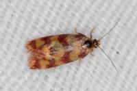 Aethes rutilana