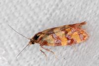 Aethes rutilana