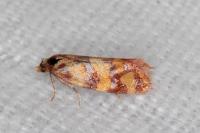 Aethes rutilana