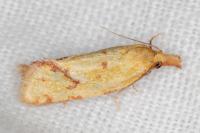 Agapeta hamana
