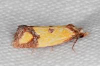 Agapeta zoegana