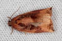 Archips podana