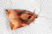 Archips podana