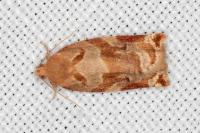 Archips xylosteana