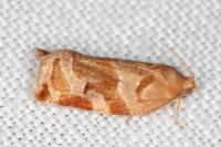 Archips xylosteana
