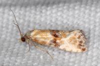 Eupoecilia angustana