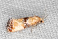 Eupoecilia angustana