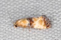 Eupoecilia angustana
