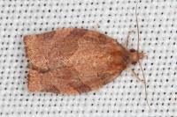 Pandemis heparana